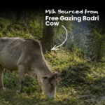 Nirvana Organic A2 Bilona Badri Cow Ghee (1000ml) - Image 6