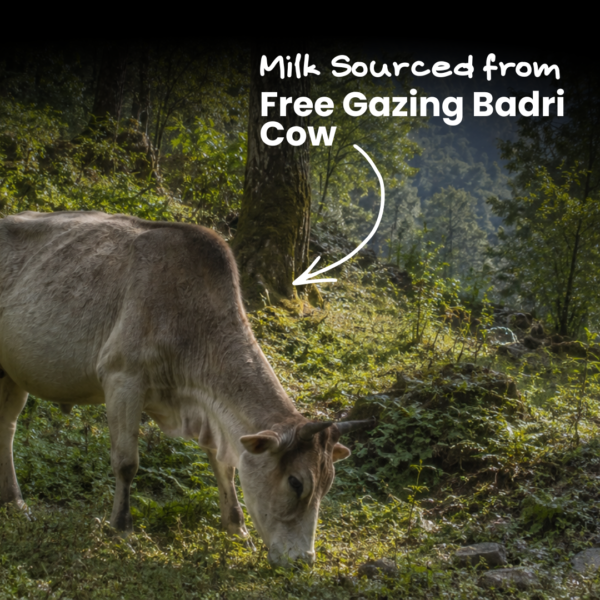 Nirvana Organic A2 Bilona Badri Cow Ghee (1000ml) - Image 6