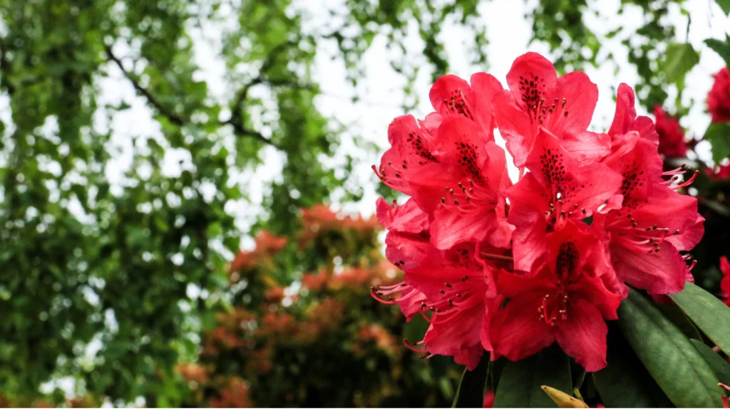 Rhododendron Flower