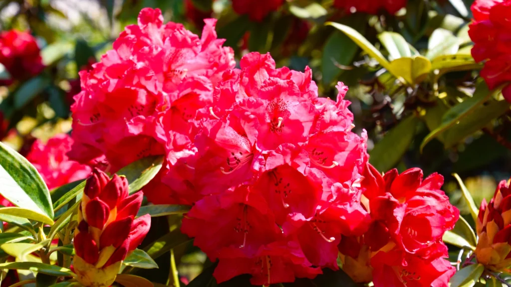 Rhododendron Flower Benefits