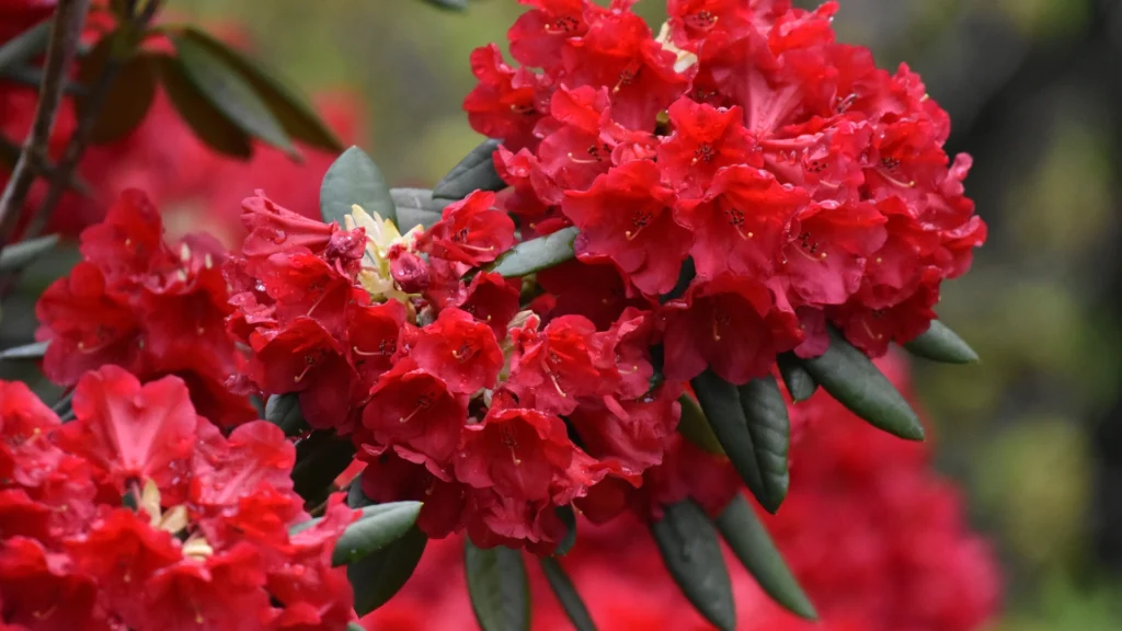Rhododendron Tea Benefits
