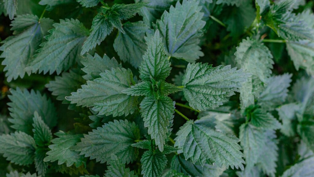 Nettle Leaf