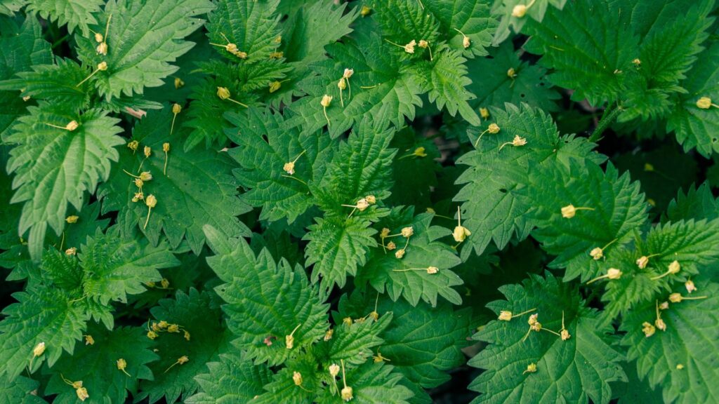 Nettle Leaf