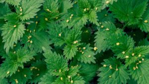 Nettle Tea Benefits for Women