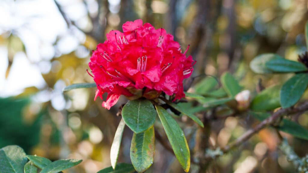 Rhododendron