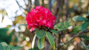 Rhododendron
